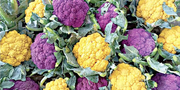 हैरान करने वाली रंगीन फूलगोभी की खेती करके अधिक से अधिक लाभ कमाए